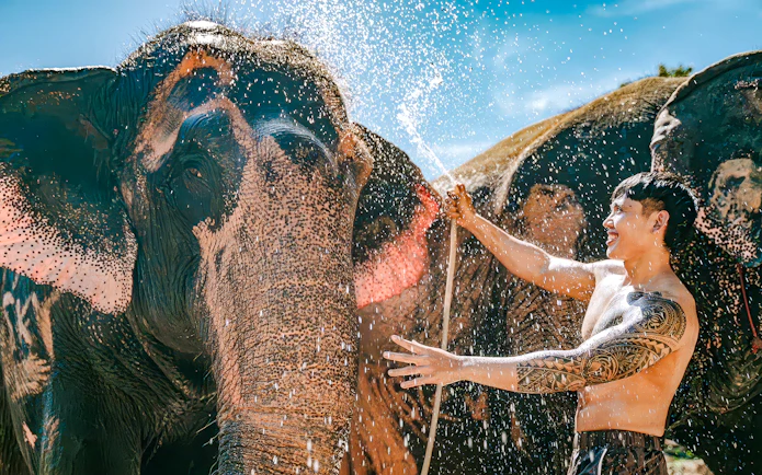 Man bathing elephant at Phuket Elephant Care, Thailand.
