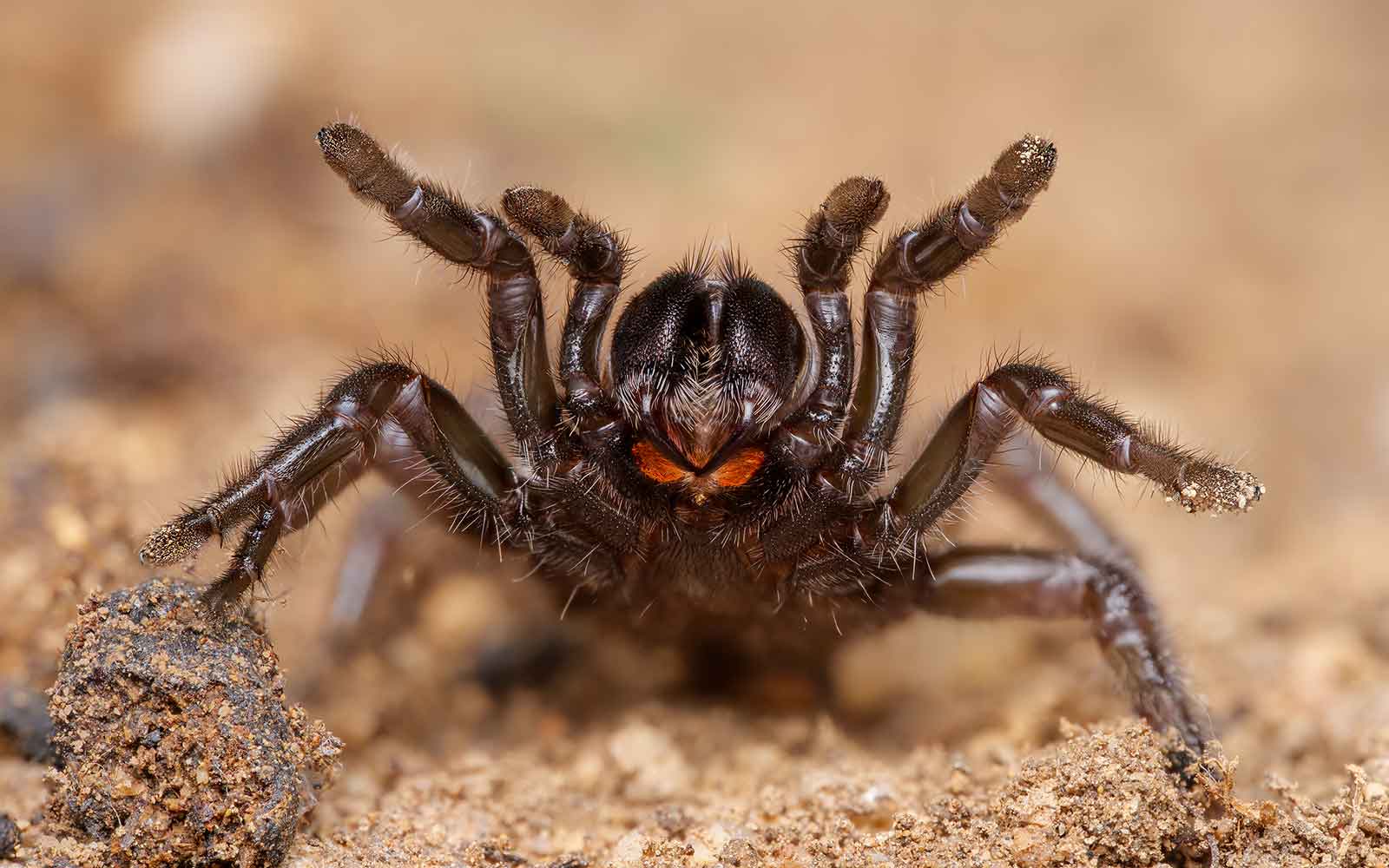 trapdoor spider 