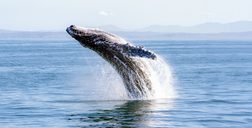 Wycieczki z obserwacją wielorybów w Victorii