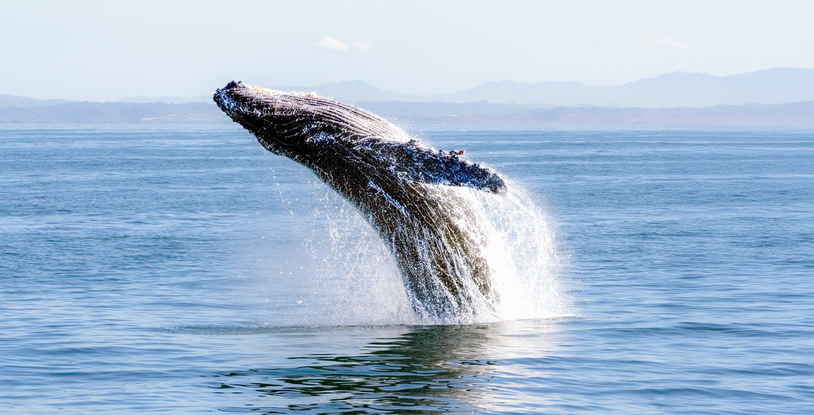 Humpback whale breaching ocean surface