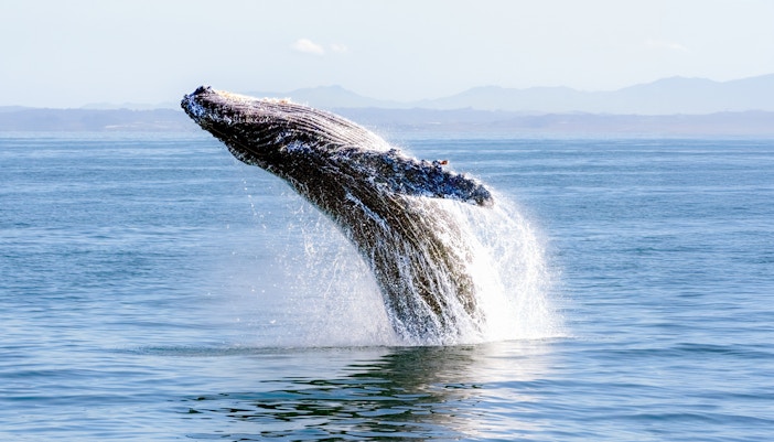 Humpback whale breaching ocean surface with distant mountains in background.