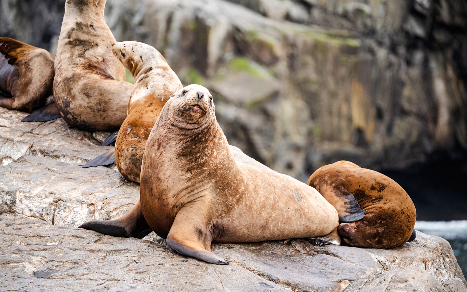 Steller sea lions resting on rocky shore at rookery.