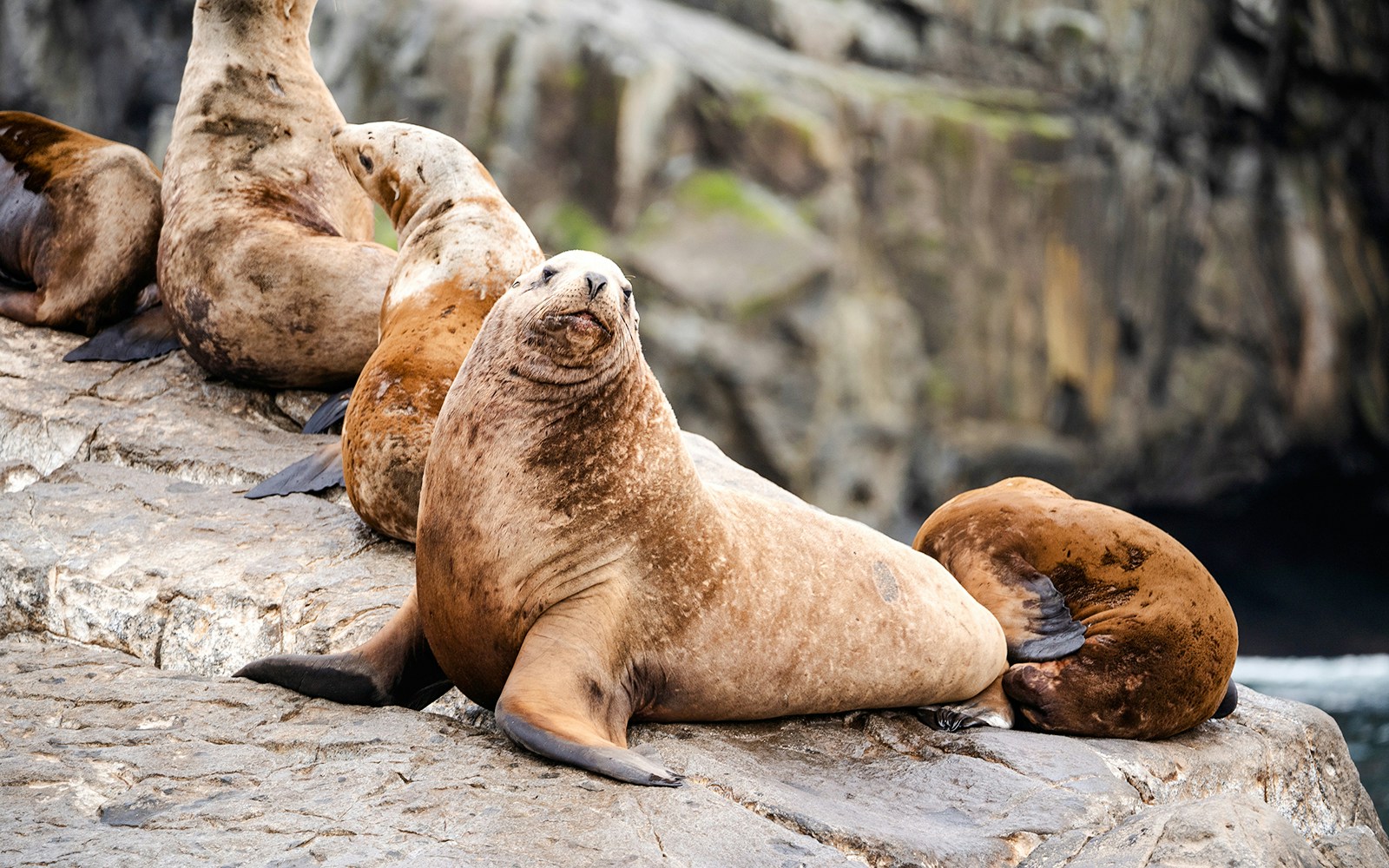 Steller sea lions resting on rocky shore at rookery.