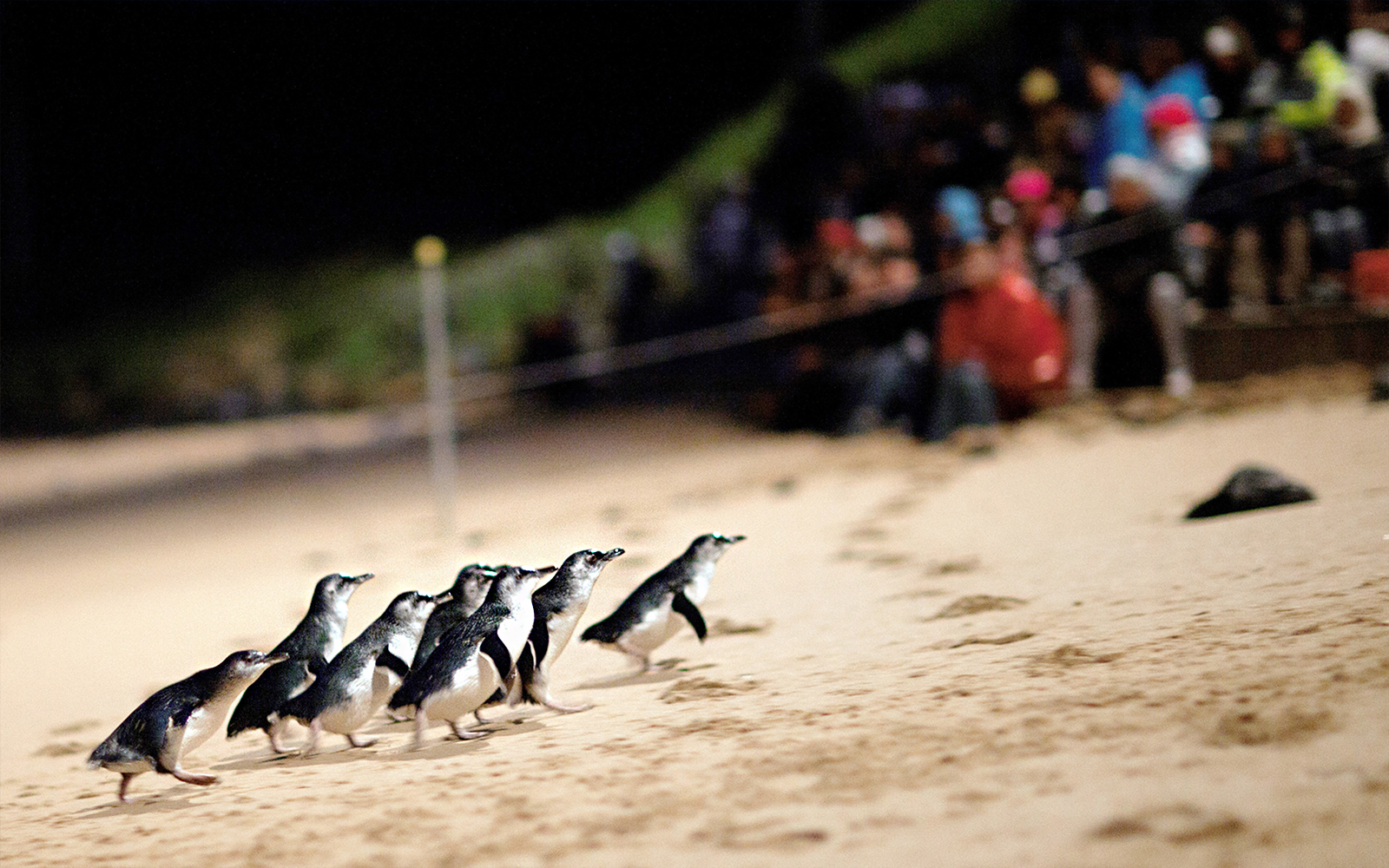 Penguins walking along the beach at Phillip Island Nature Parks Penguin Parade, Australia.