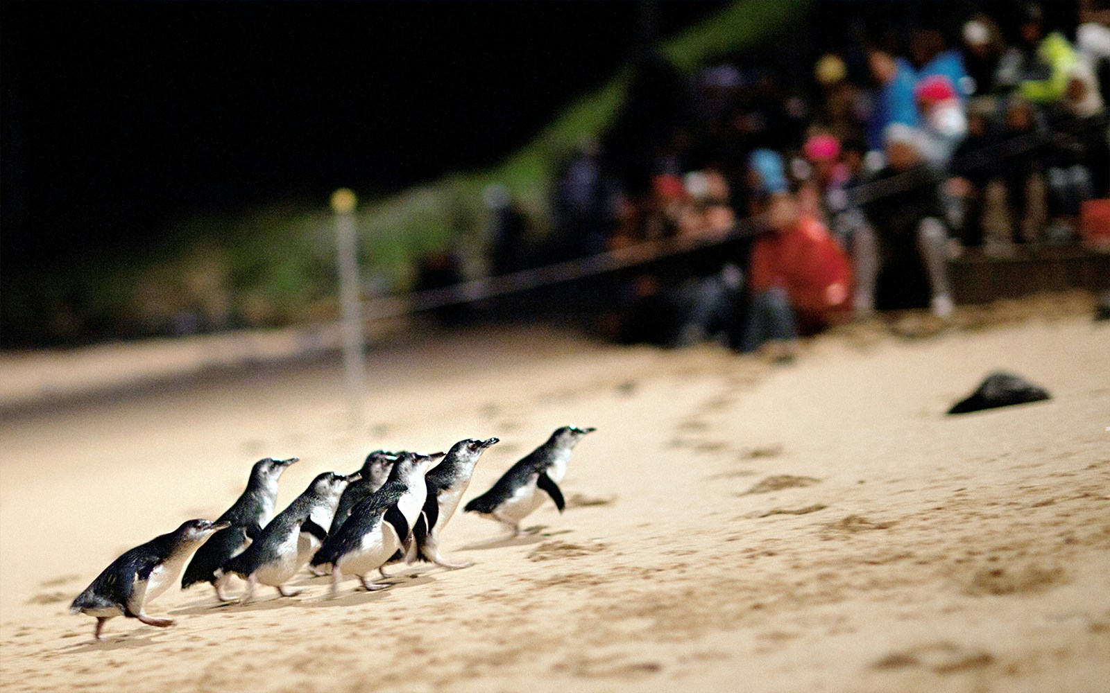 A parade of Little Penguins