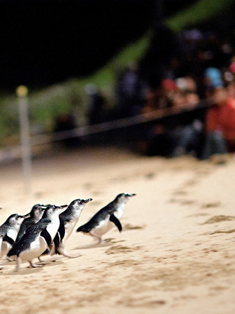 Penguins walking on the beach at Phillip Island Nature Parks Penguin Parade.