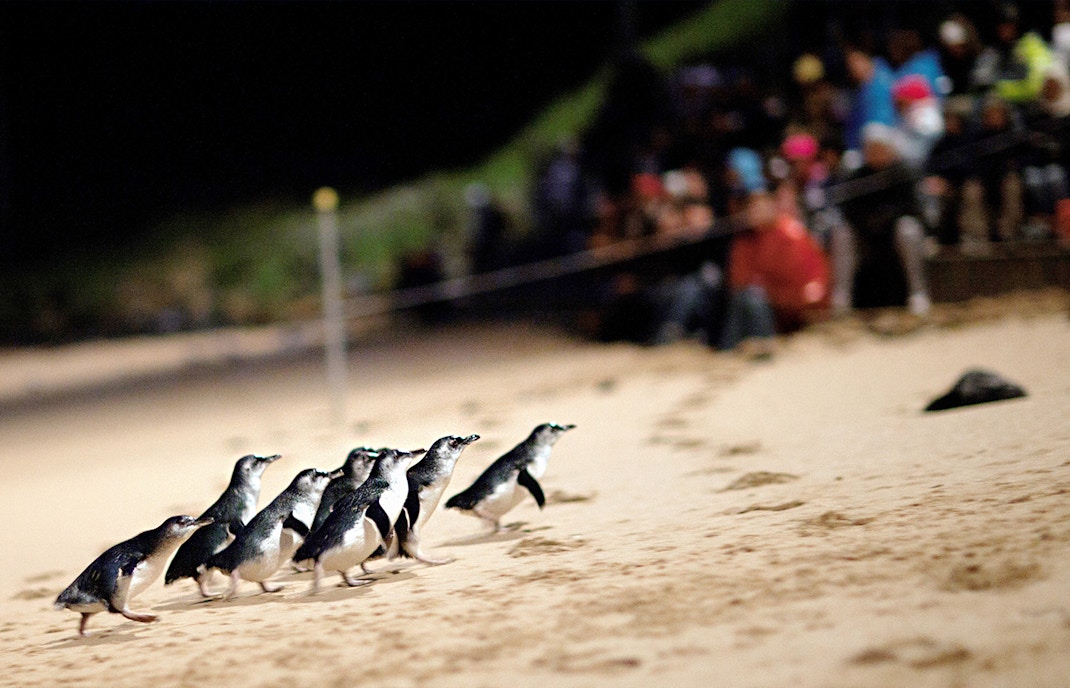Penguins walking along the beach at Phillip Island Nature Parks Penguin Parade, Australia.
