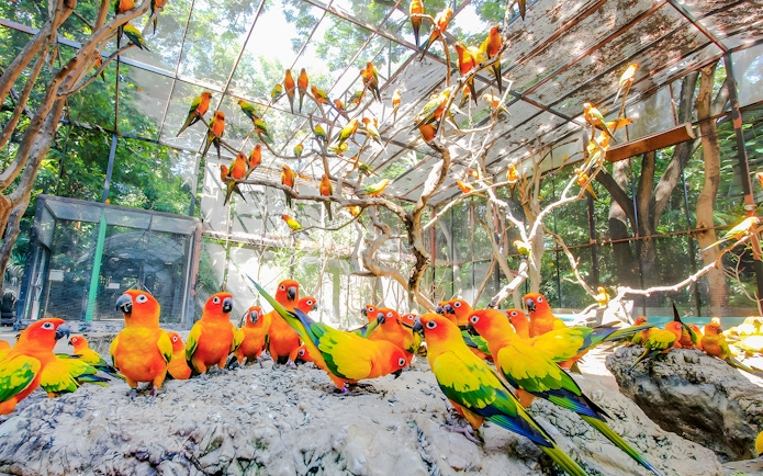 Colorful parrots perched in an aviary at Safari World.