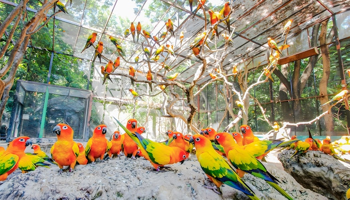 Colorful parrots perched in an aviary at Safari World.