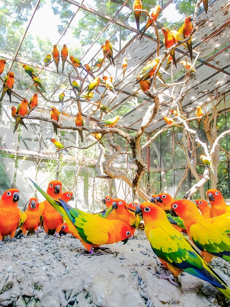 Colorful parrots perched in an aviary at Safari World.
