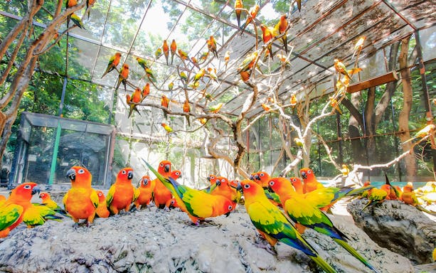 Colorful parrots perched in an aviary at Safari World.
