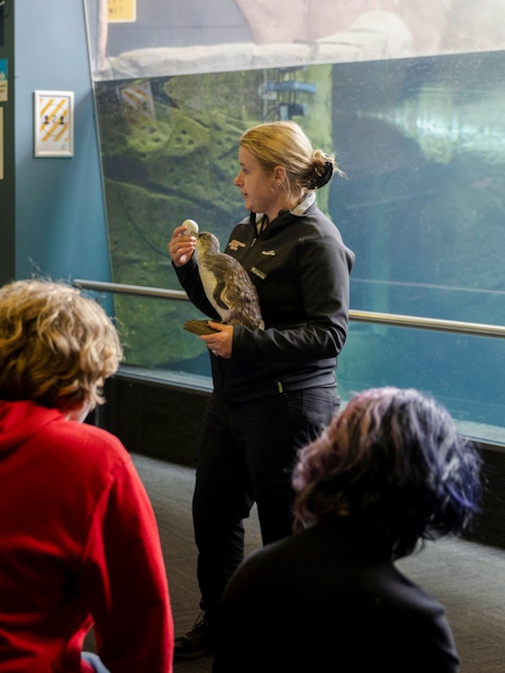 Trainer presenting penguin to visitors at International Antarctic Centre, Christchurch, New Zealand.