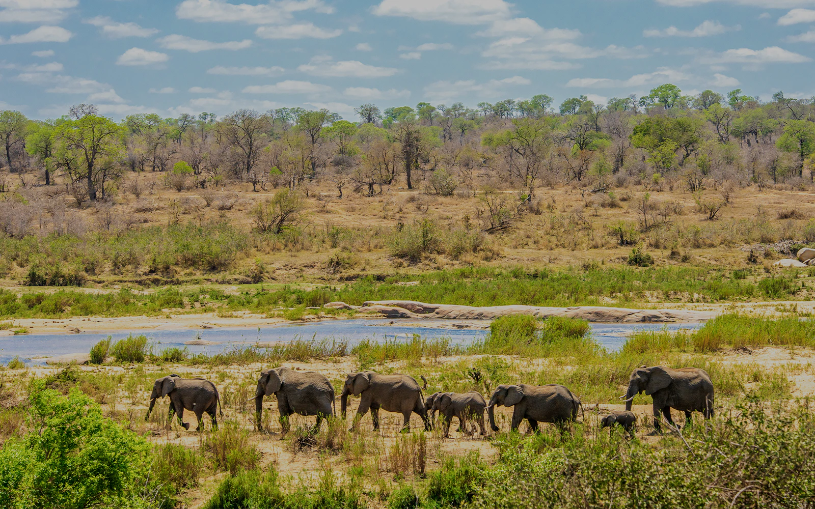 Kruger wilderness