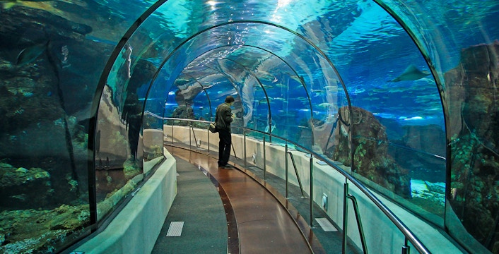 Underwater tunnel at Barcelona Aquarium with visitor observing marine life.