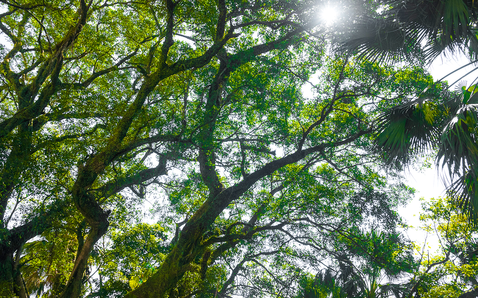 Mountain Austin road's forest