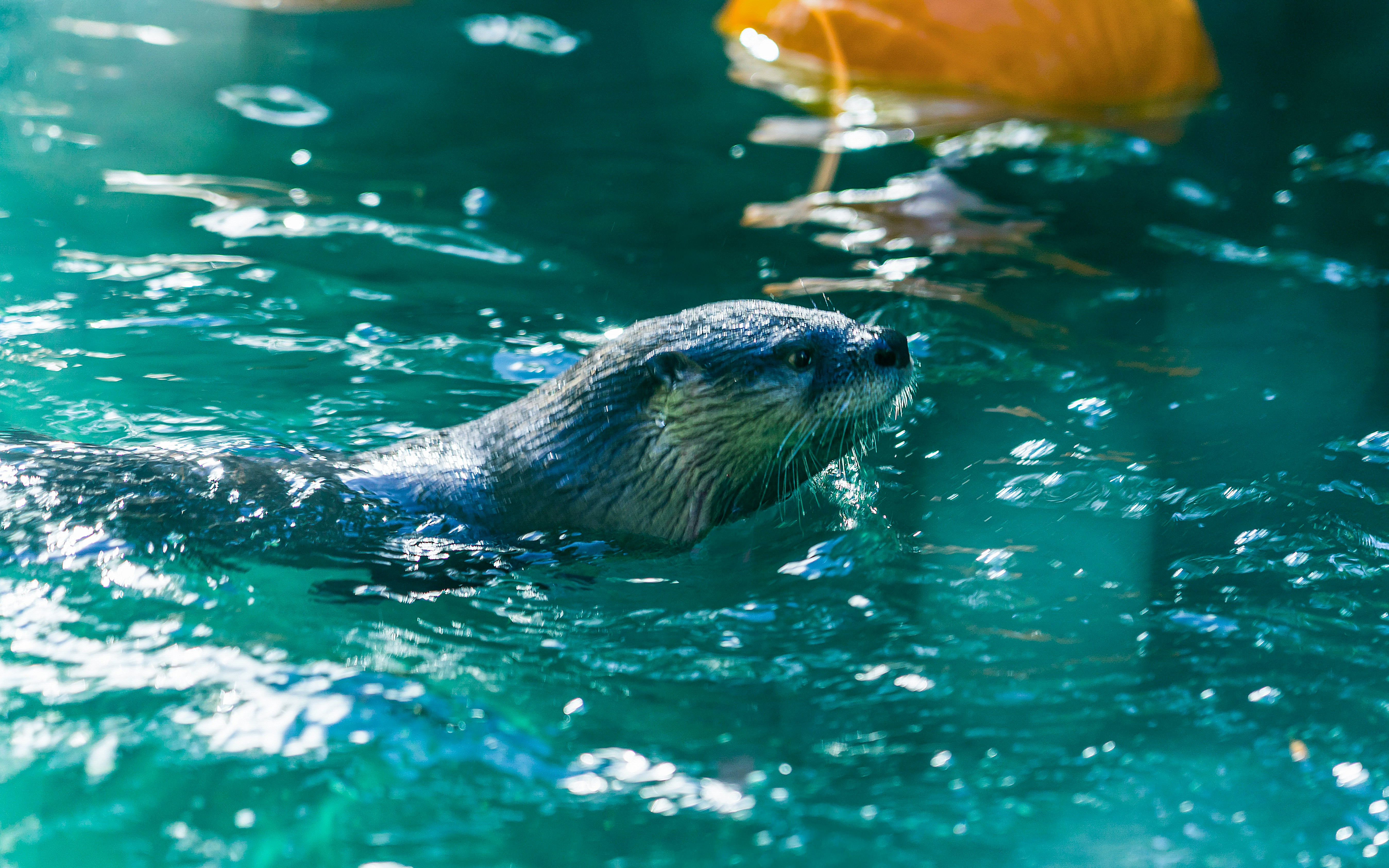 North American river otter swimming in clear water.