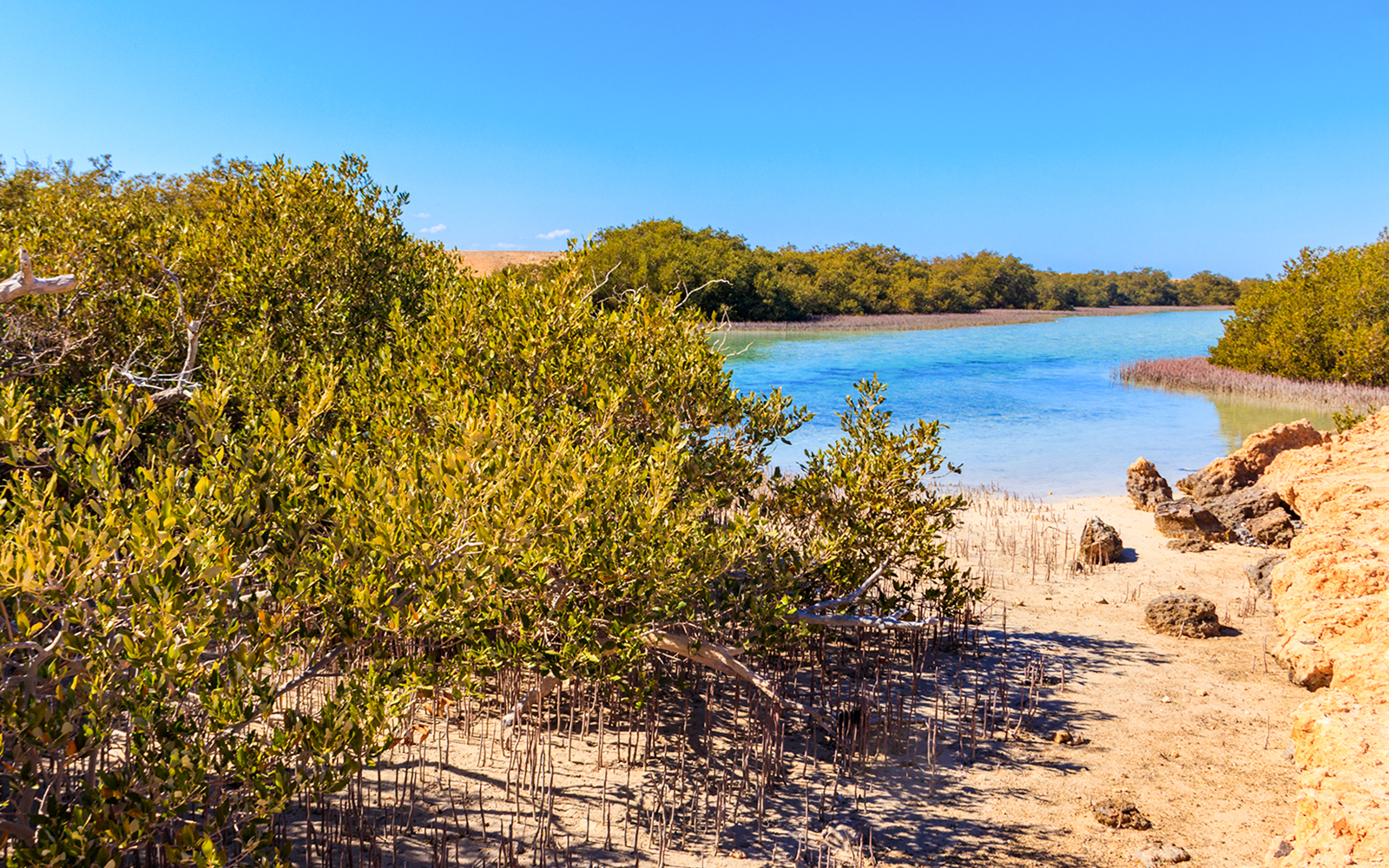 Mangrove forest in Ras Mohammed National Park, Sinai, Egypt