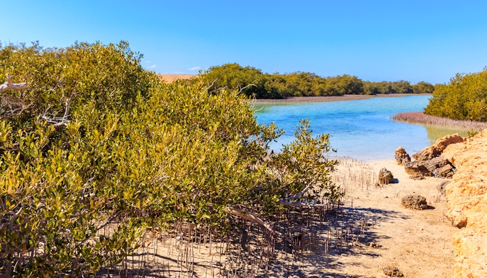 Mangrove forest in Ras Mohammed National Park, Sinai, Egypt