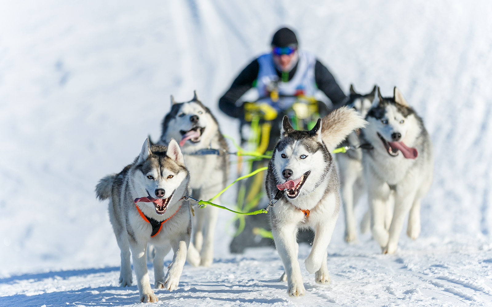Dog sledding adventures