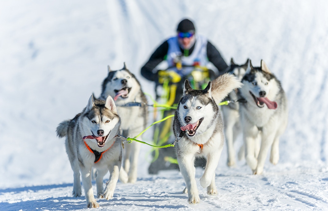Dog sledding adventures