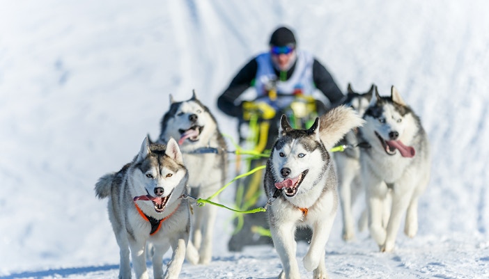 Dog Sledding