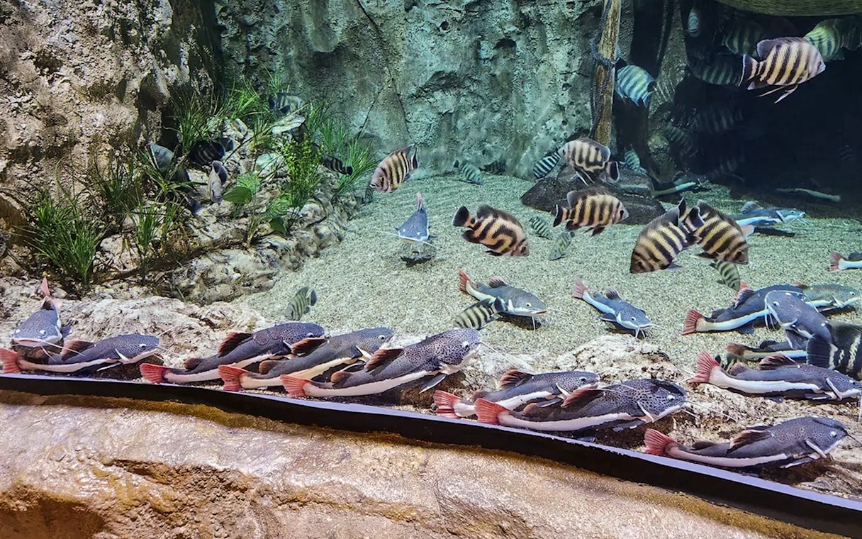 Colourful fish swimming in a large aquarium with rocky backdrop and aquatic plants.