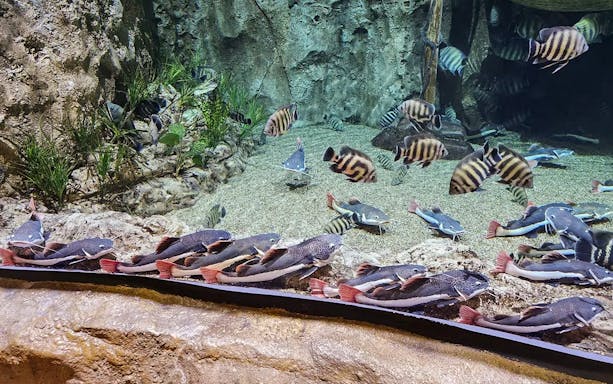 Colourful fish swimming in a large aquarium with rocky backdrop and aquatic plants.