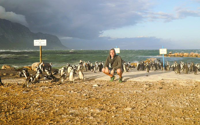 African Penguin colony at Stony Point, Betty's Bay, South Africa, with visitor nearby.