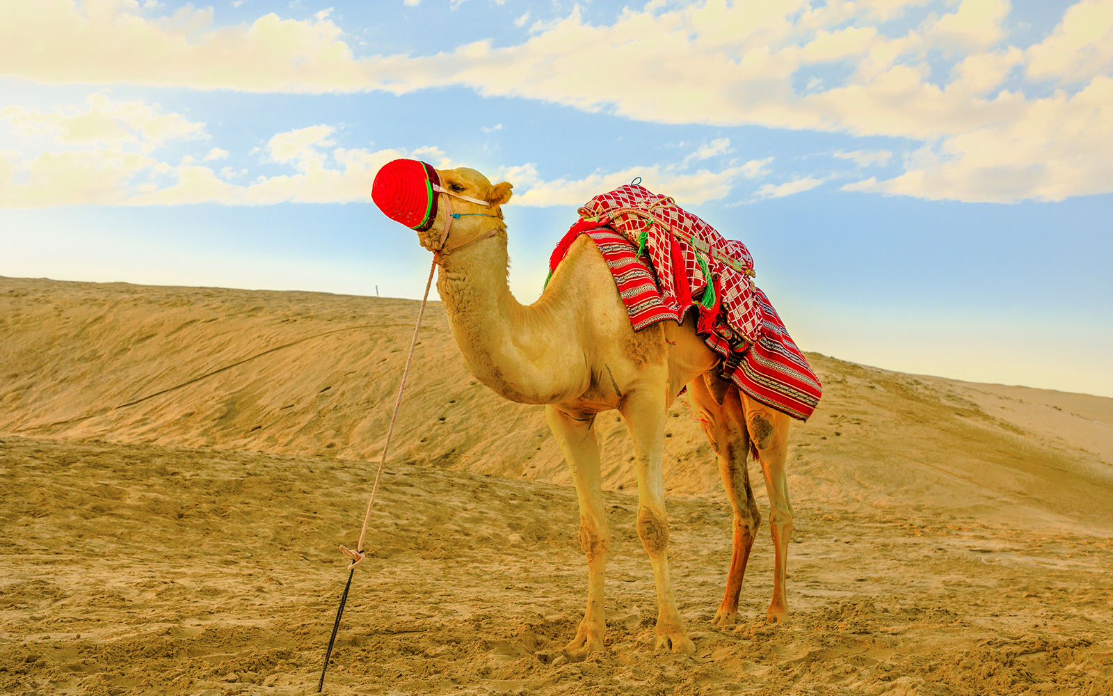 Camel with colorful blanket on Khor Al Adaid beach, Doha.