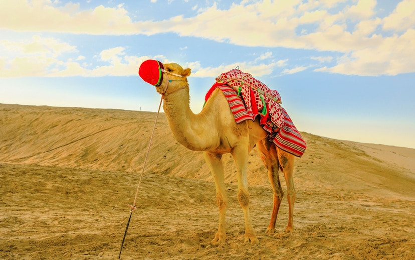 Camel with colorful blanket on Khor Al Adaid beach, Doha.