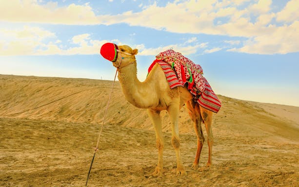 Camel with colorful blanket on Khor Al Adaid beach, Doha.