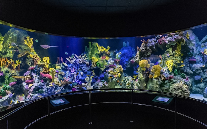 Aquarium with colorful coral and fish at Loro Park, Canary Islands.