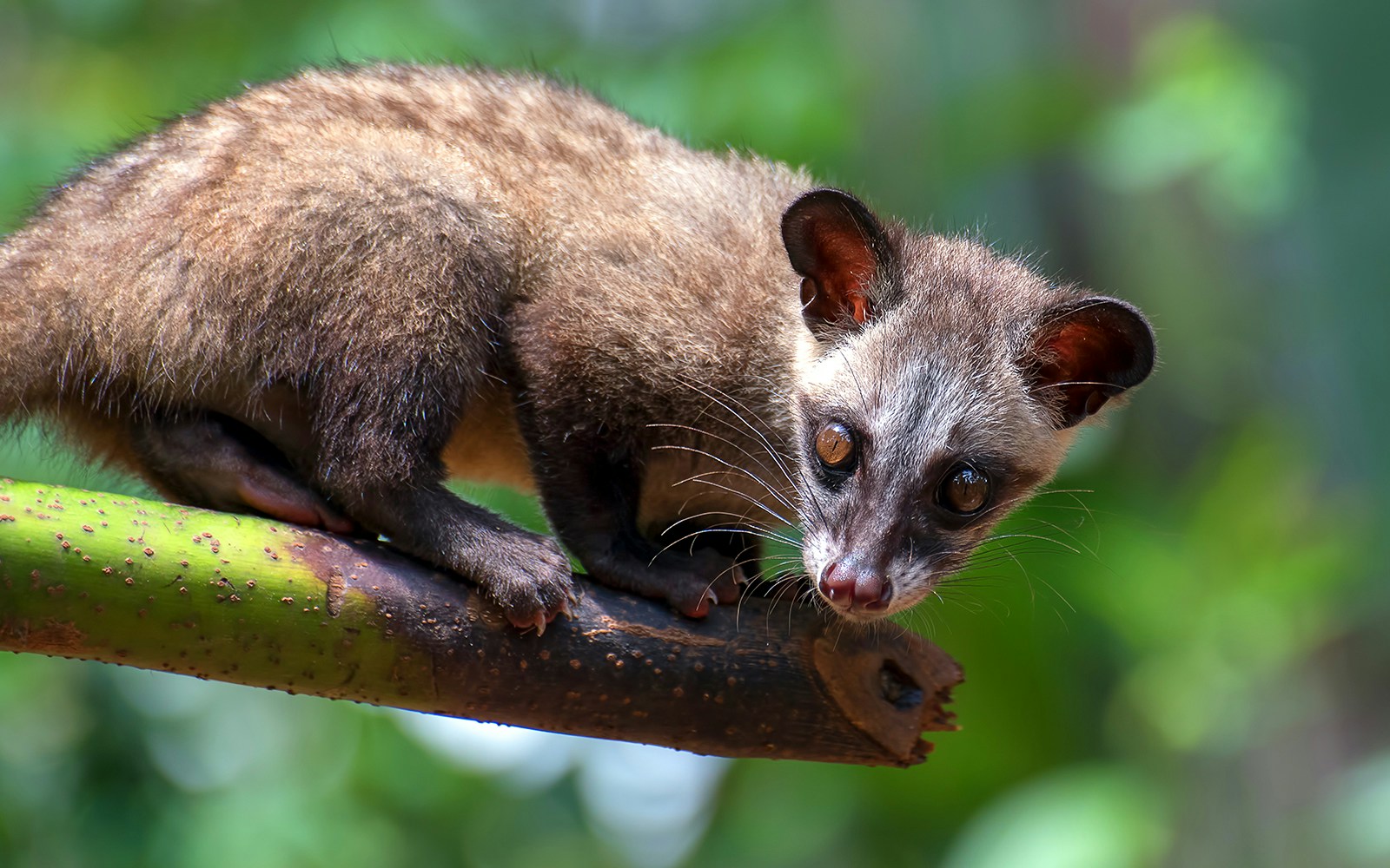 Common Palm Civet