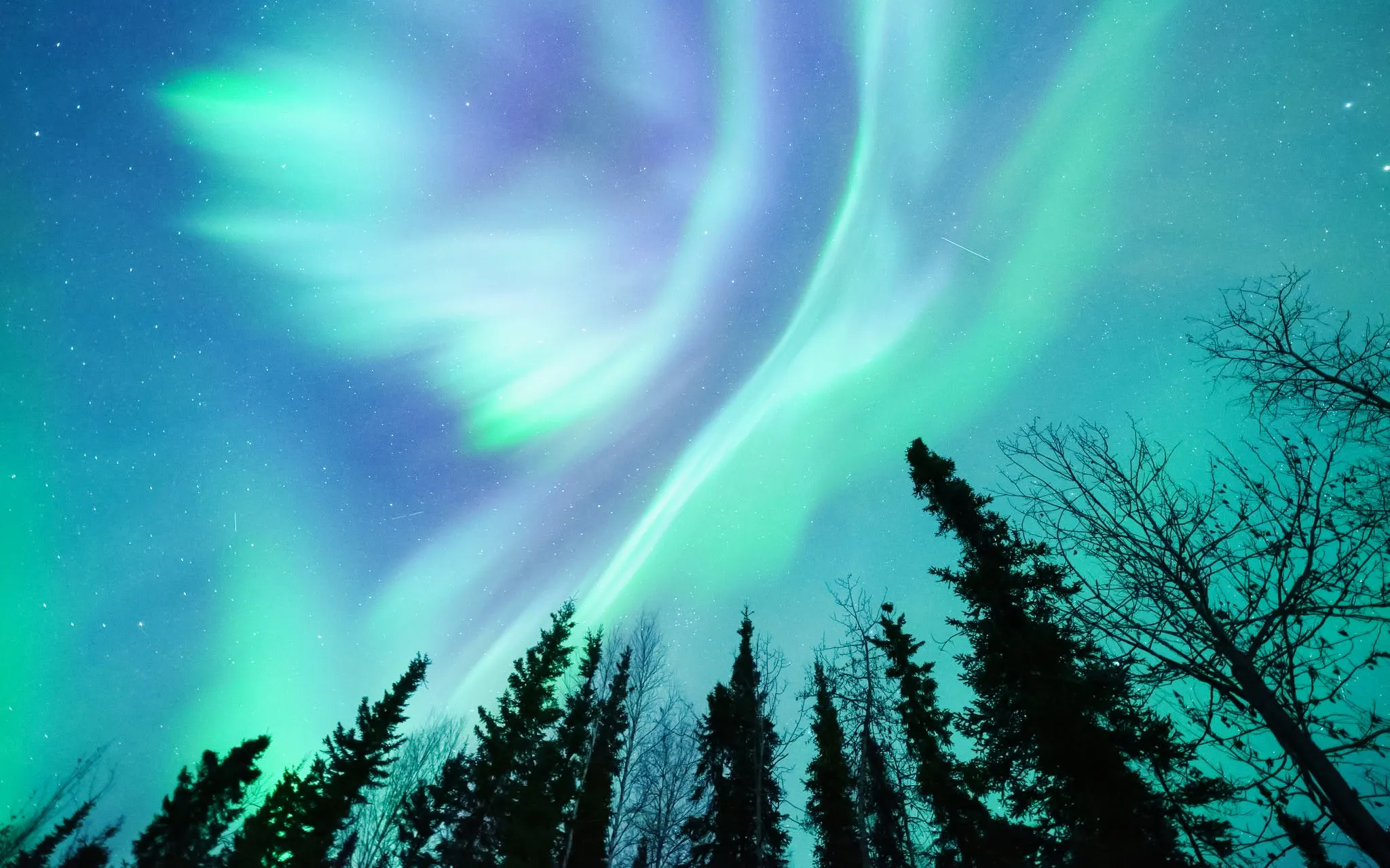 Northern Lights illuminating the night sky over a forest in Alaska.