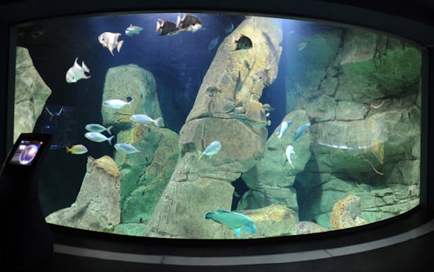 Aquarium tank with diverse fish and rocky landscape at Istanbul Aquarium.