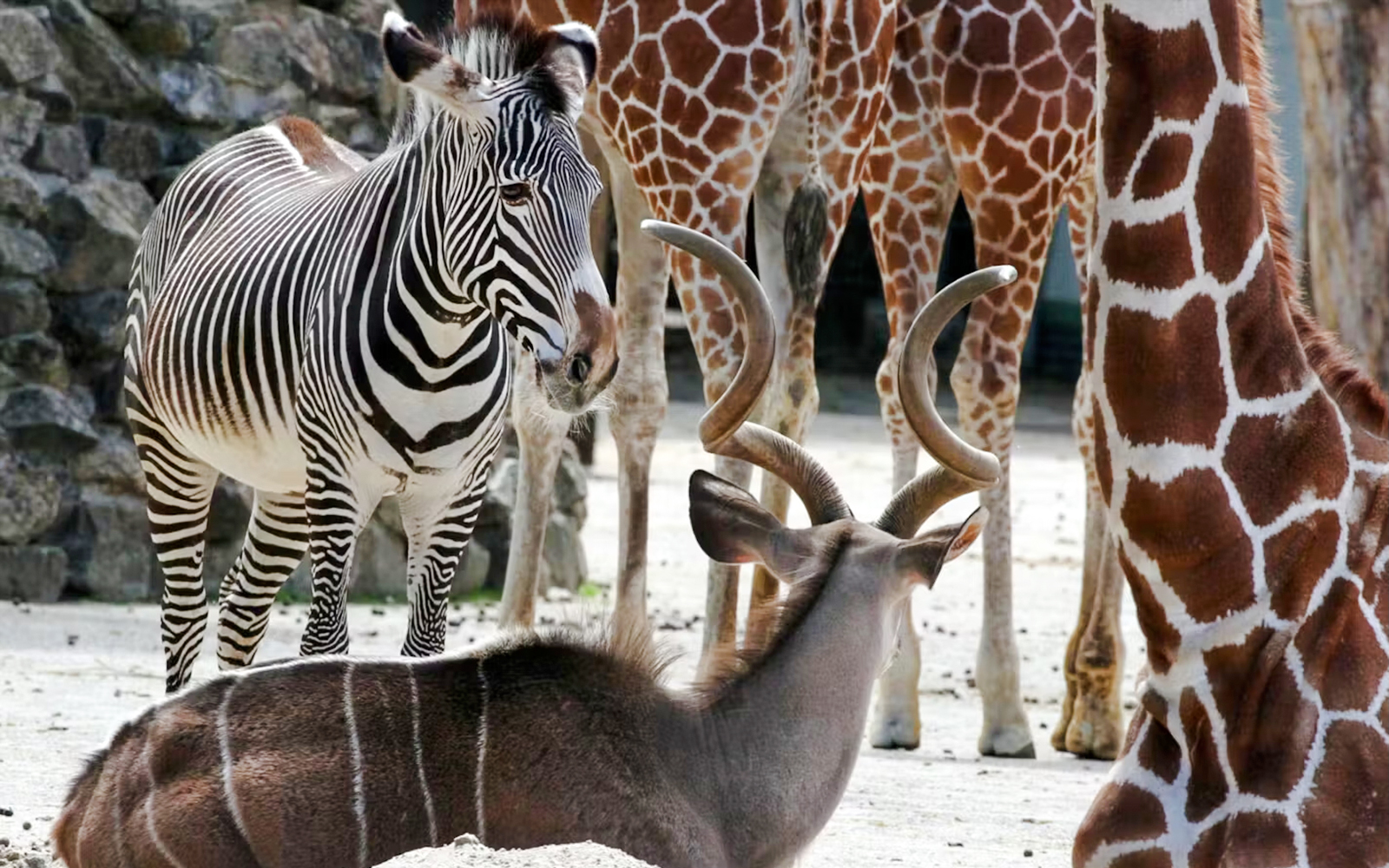 Zebra and giraffes standing near a resting antelope in a zoo setting.