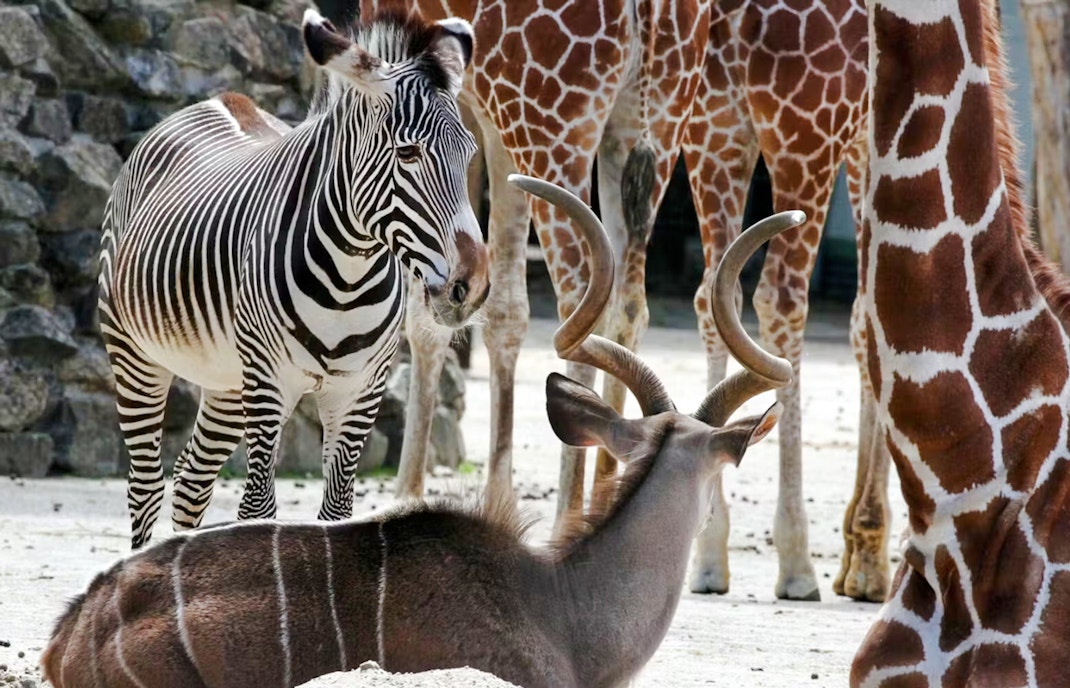 Zebra and giraffes standing near a resting antelope in a zoo setting.