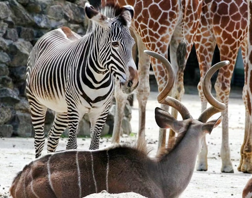 Zebra and giraffes standing near a resting antelope in a zoo setting.