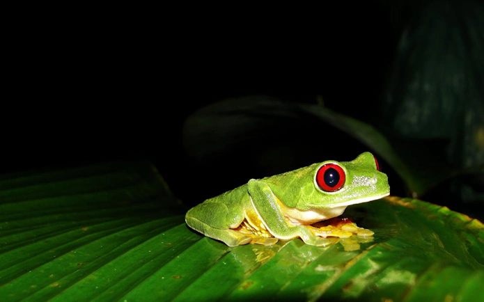 Red-eyed tree frog on a leaf during a jungle night walk in Manuel Antonio.