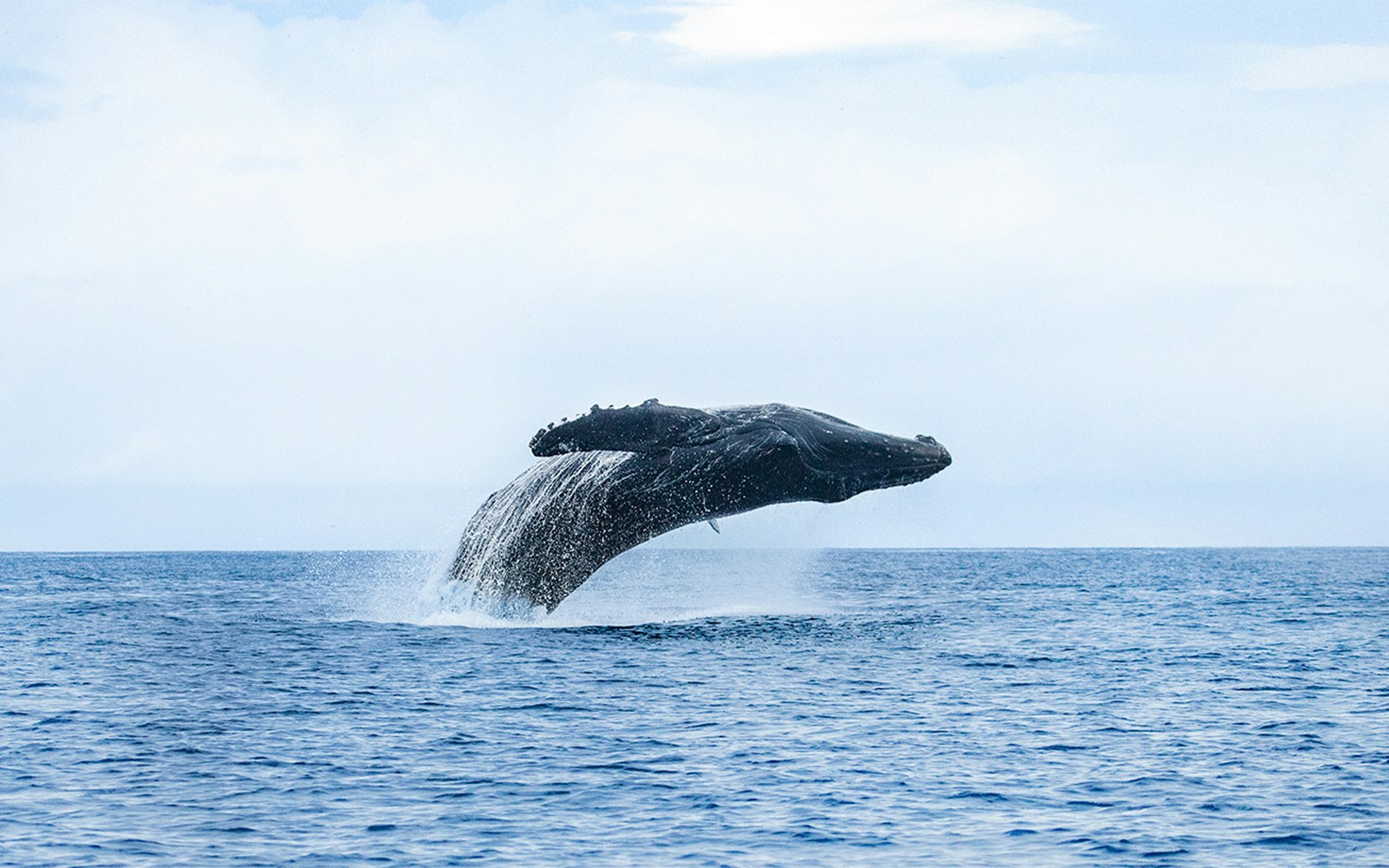 Breaching humpback whale leaping from ocean in Oahu.