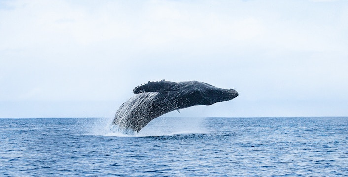 Breaching humpback whale leaping from ocean in Oahu.
