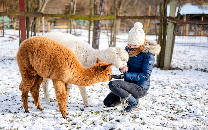 Woman feeding alpacas in snowy winter setting.