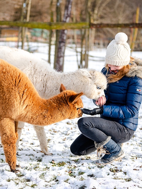 Woman feeding alpacas in snowy winter setting.