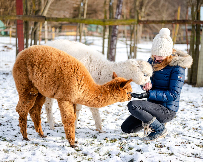 Rovaniemi: Santa's Reindeer & Husky Safari + Aurora BBQ