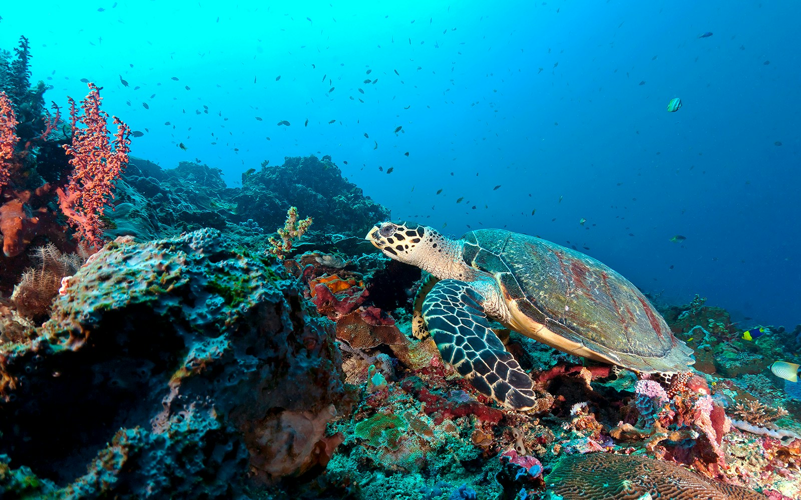 Sea turtles swimming near coral reefs in Nusa Penida, Indonesia.