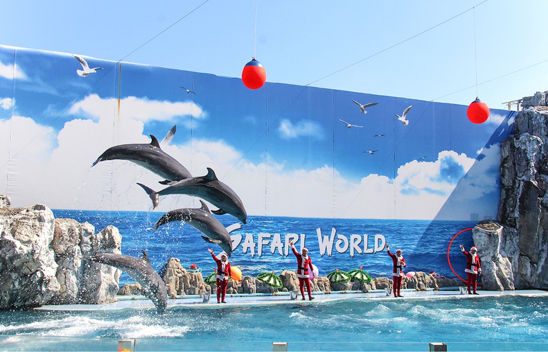 Dolphins jumping with trainers in Santa costumes at Safari World Marine Park, Bangkok.