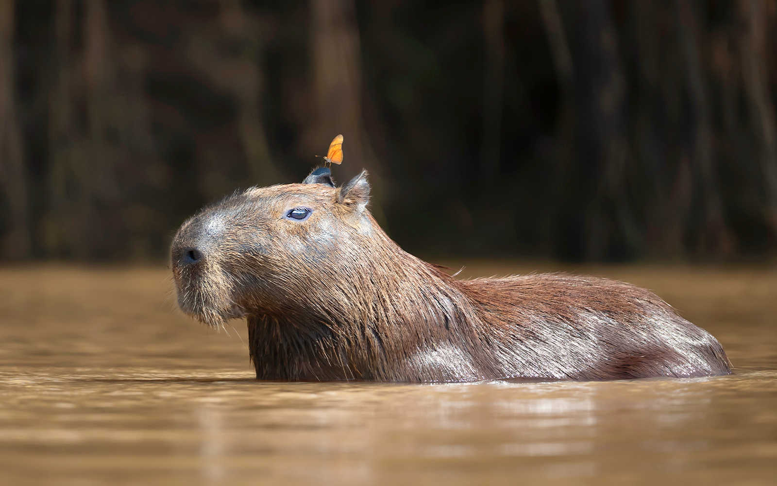 South America Park - Schonbrunn Zoo
