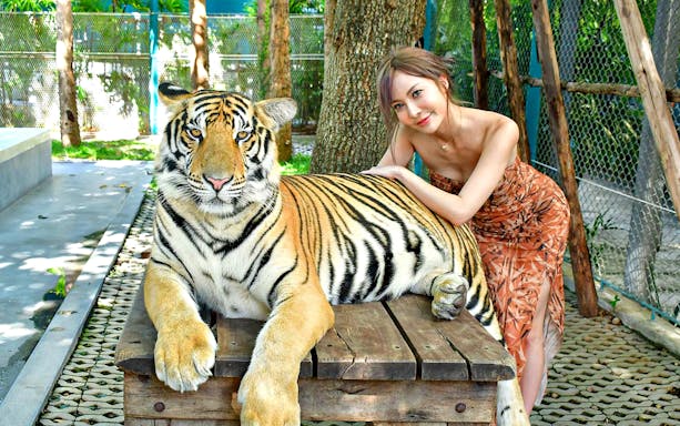 Tiger interaction experience at Tiger Park, Thailand, with a person posing beside a tiger.