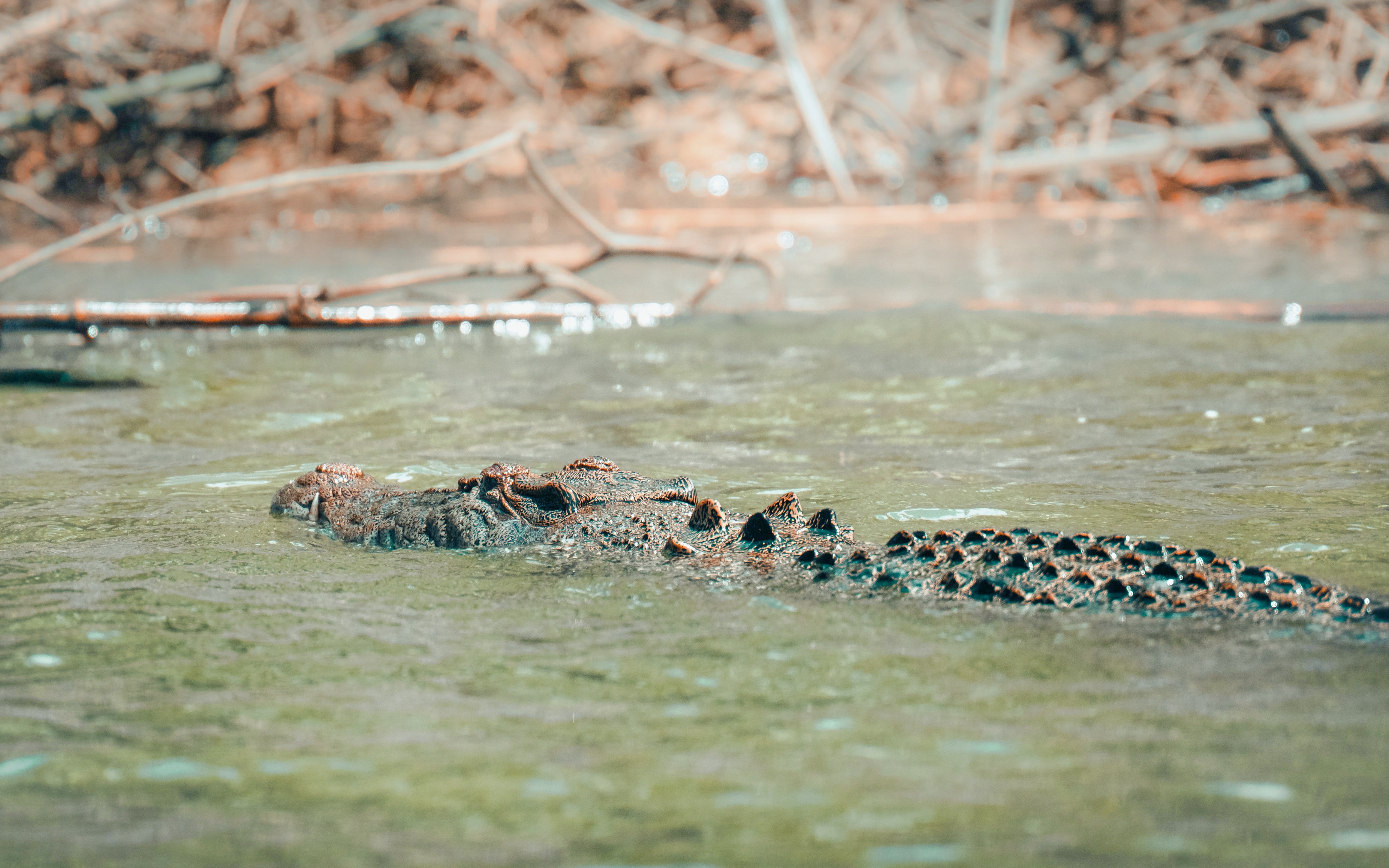 Crocodile emerging from water at Daintree River, Daintree Rainforest, Queensland, Australia.