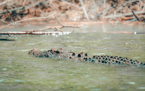 Crocodile emerging from water at Daintree River, Daintree Rainforest, Queensland, Australia.